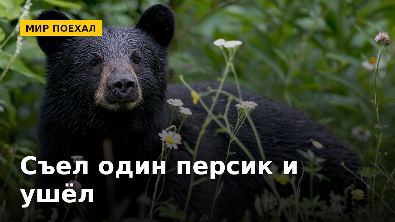 Медведь зашёл в торговый центр, съел один персик и ушёл. Идеальный шопинг, если вдуматься