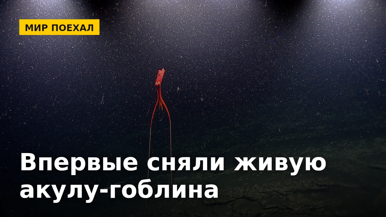 Впервые сняли живьём гоблинскую акулу. Природа будто специально прятала самое странное на самом дне