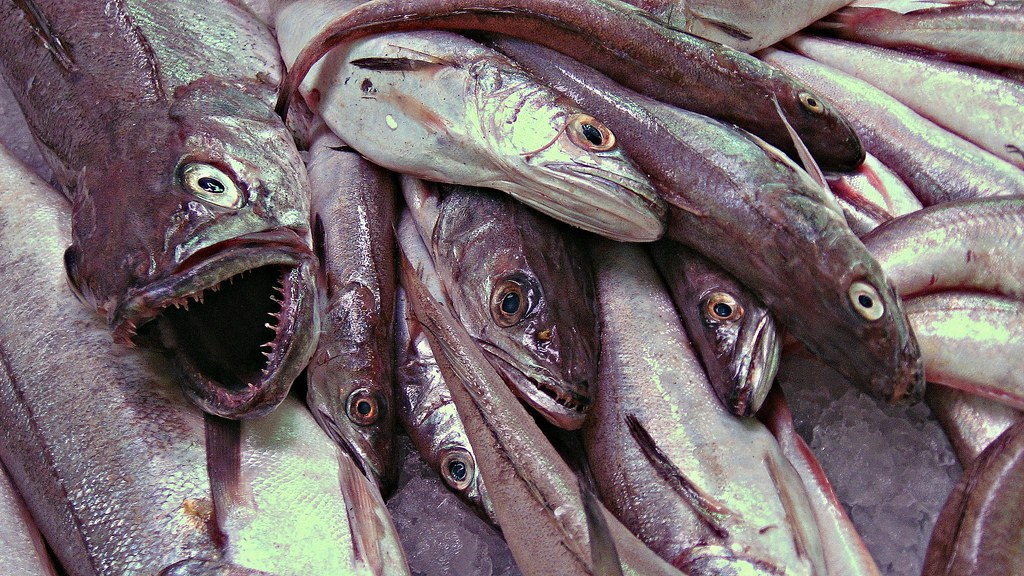 Fishes