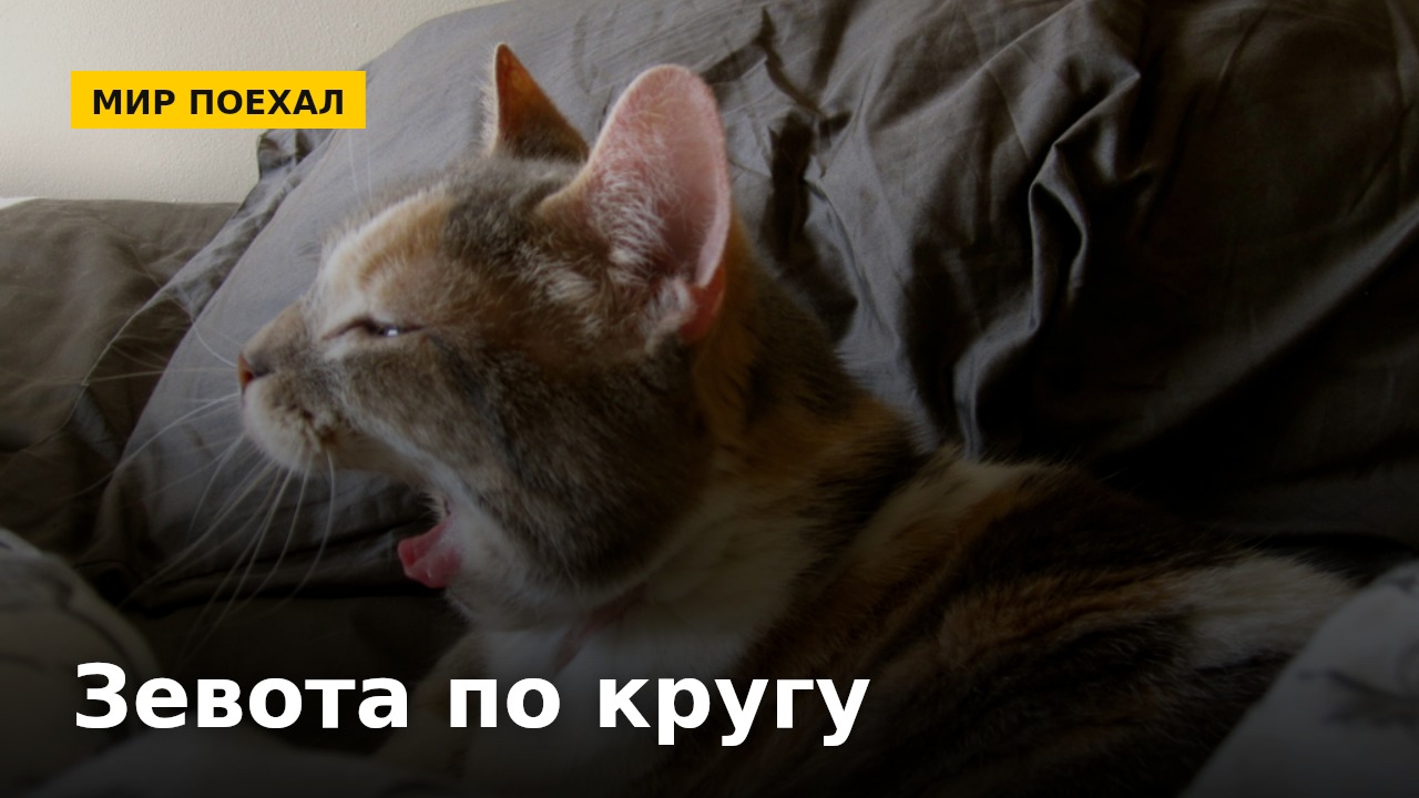 Заразительная зевота: почему мы зеваем вслед за другими и даже за собаками